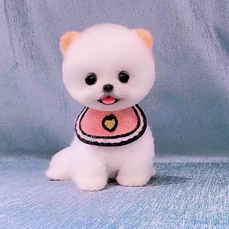 狗市小哥哥之狗市打假第一人^_^^_^