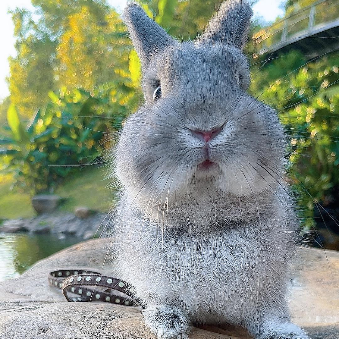 @叨乐是只小兔叽