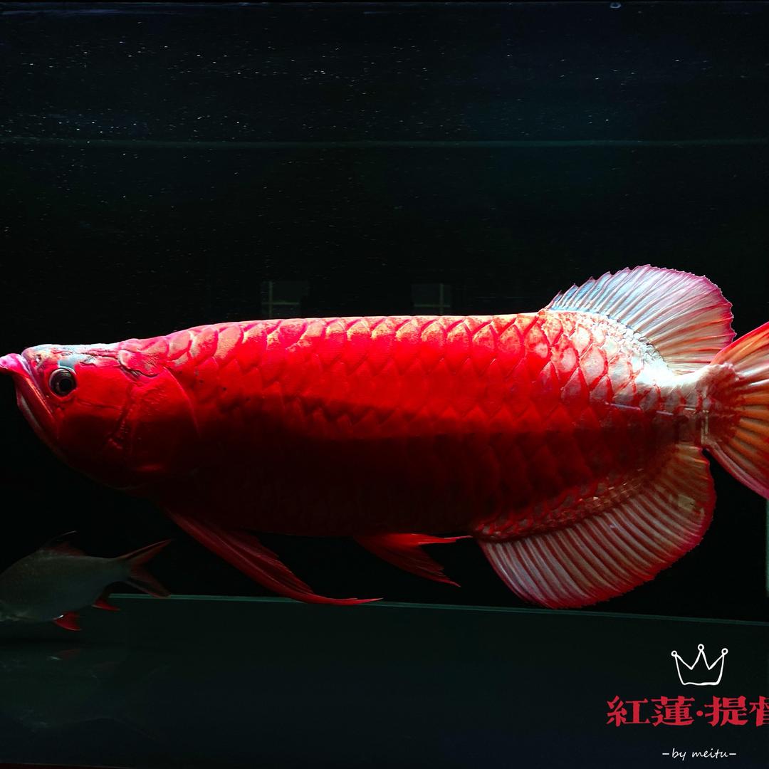 韭菜大帝