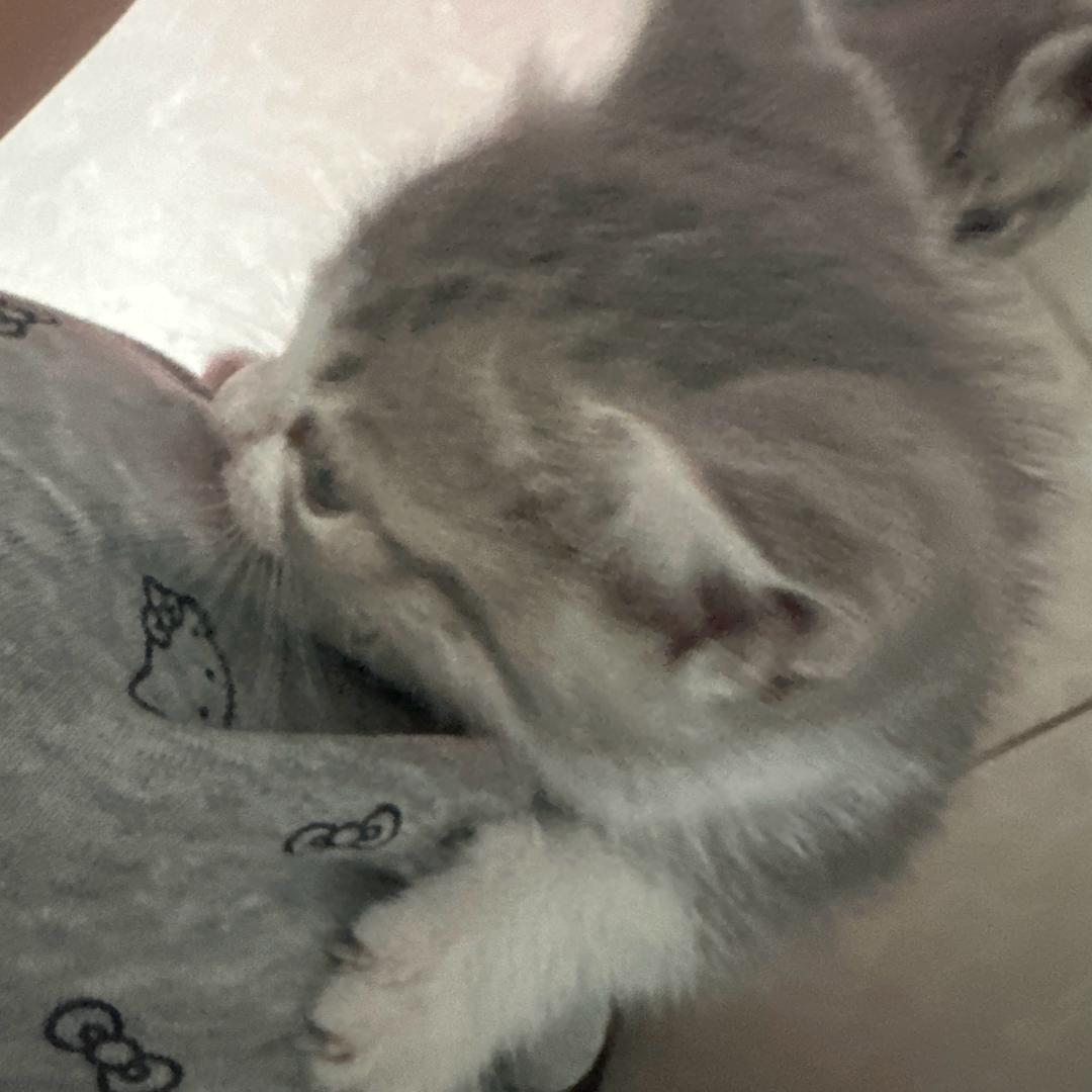 养只破猫