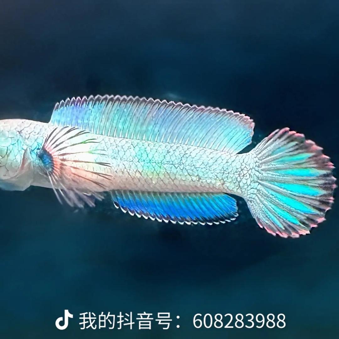 蘇C雷龙· 涵钰水景