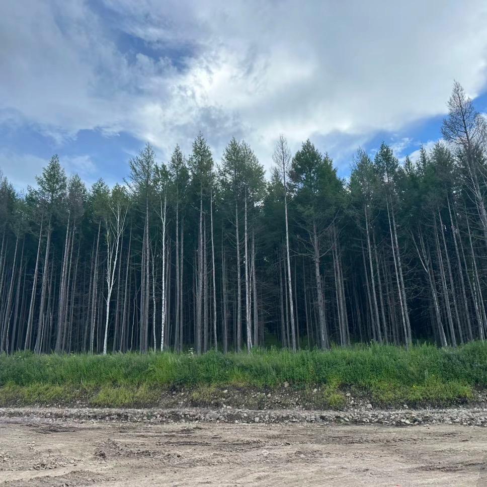 贵州毕节 A级 天麻 密环菌 源头𠂆家