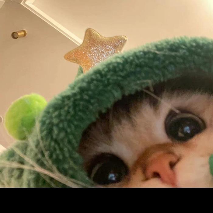 🐯