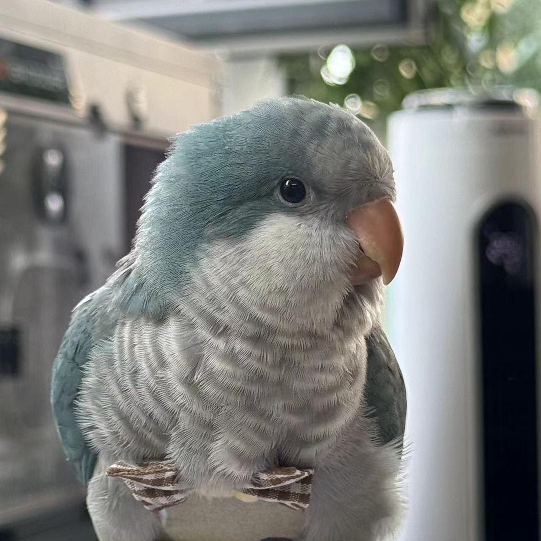 古树鸟咖