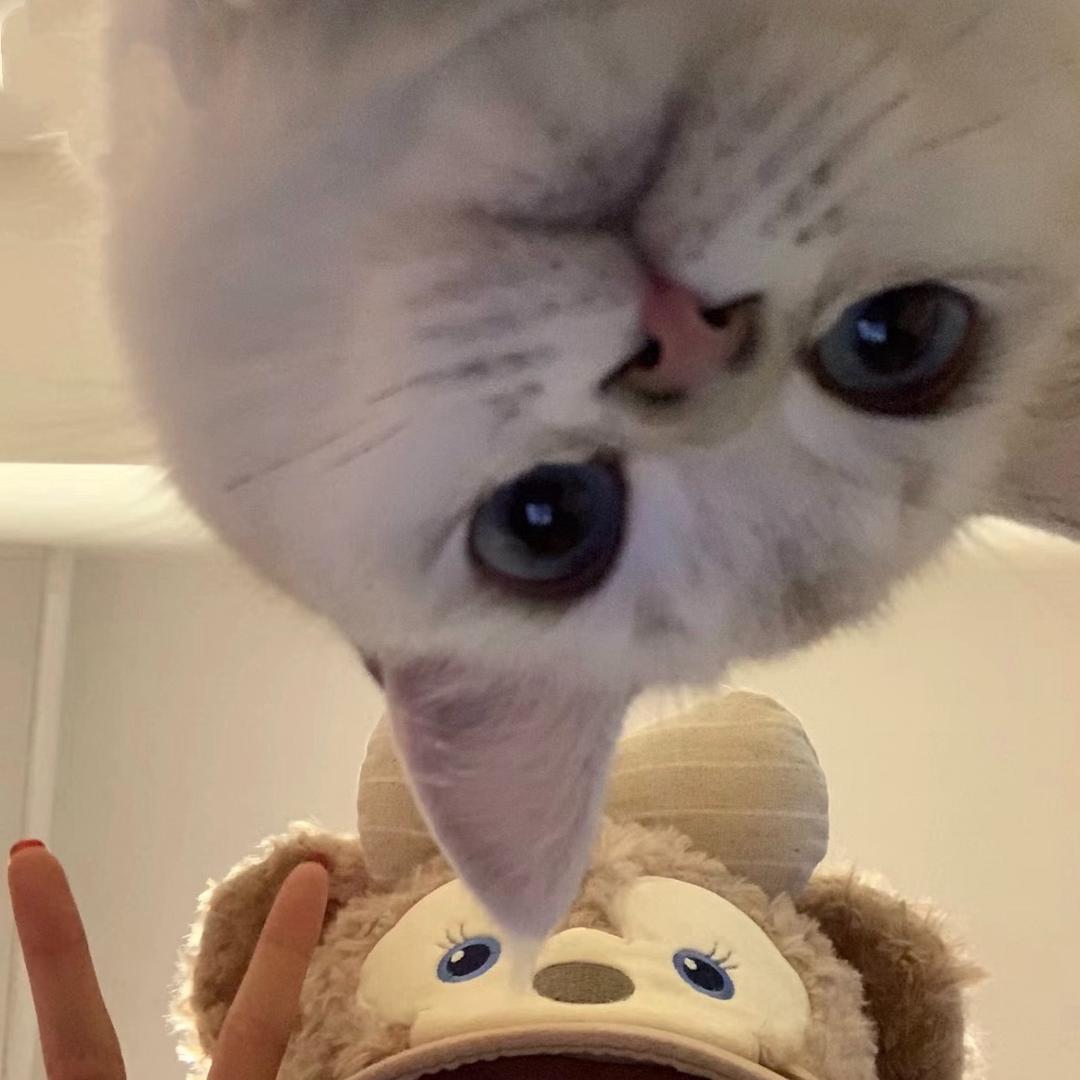 跳跳是喵喵大王