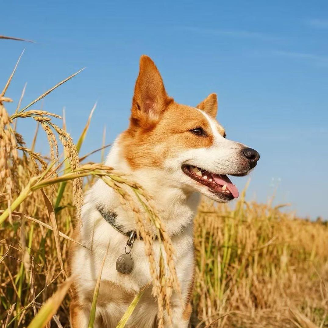 憨憨的吃心望想