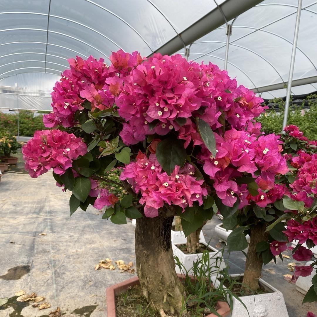 花阡陌花卉