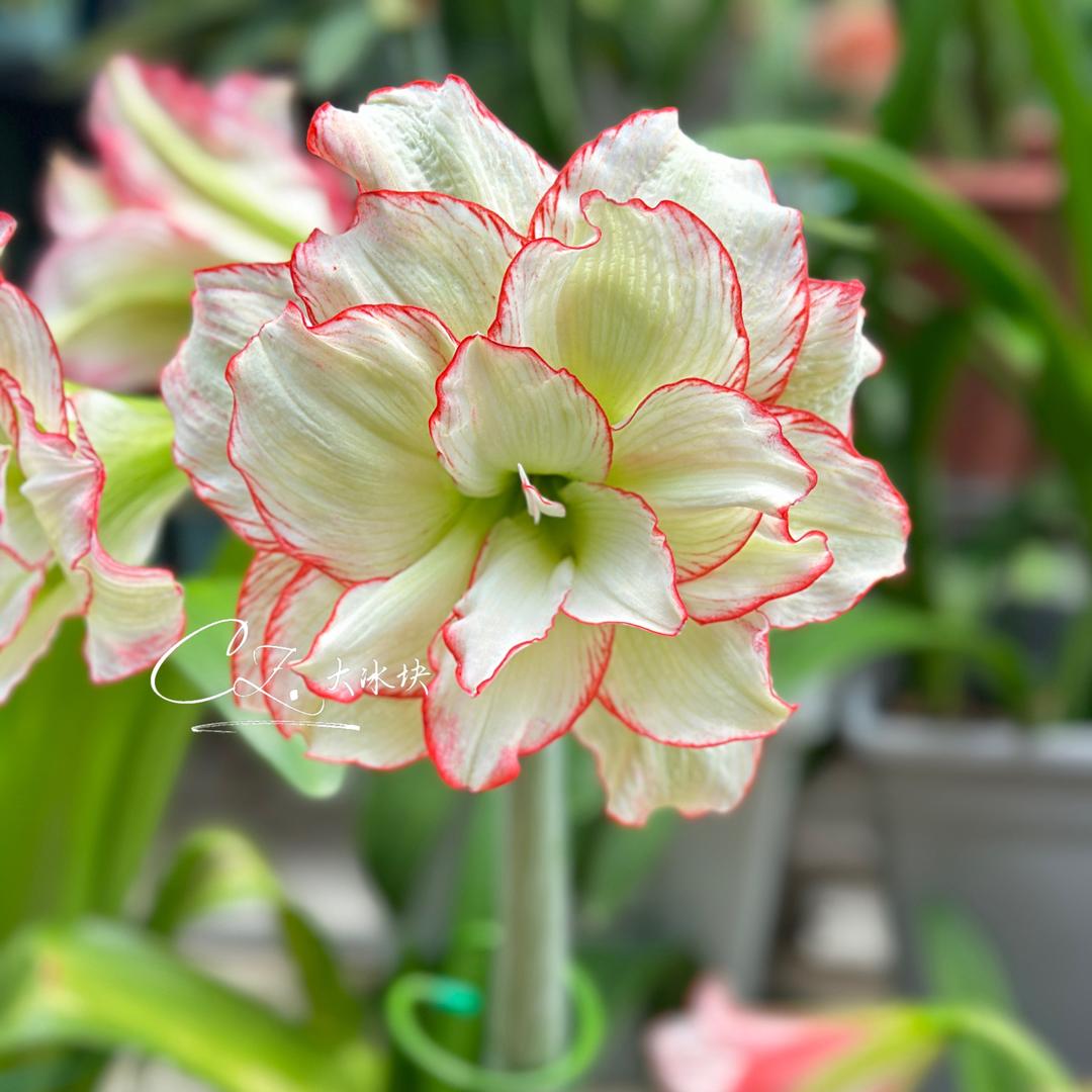 大冰块(勿连赞)