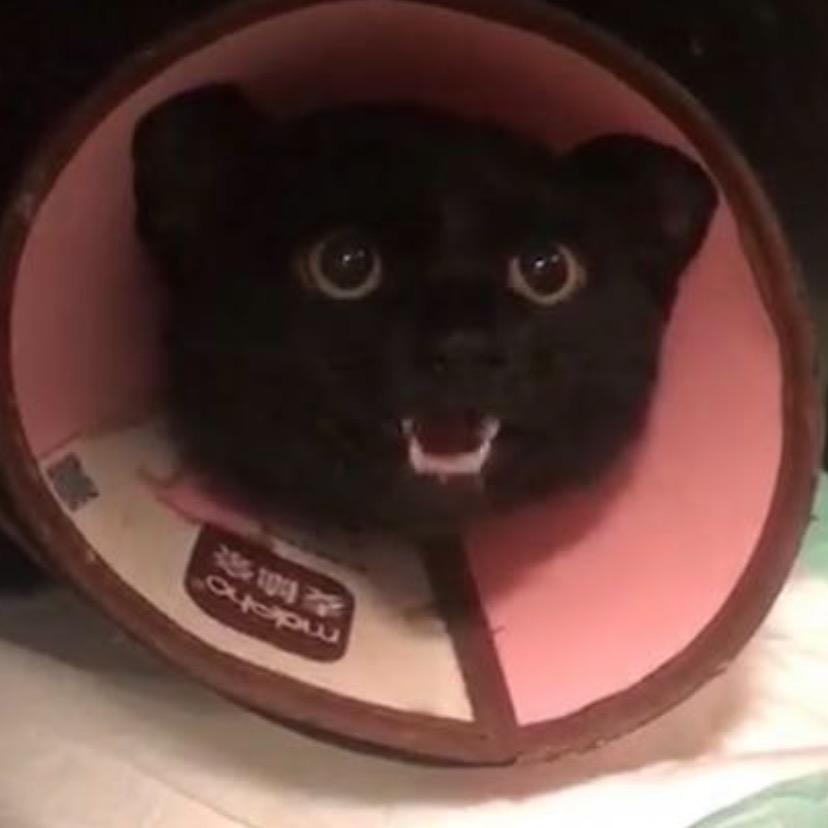 照顾流浪动物的一天