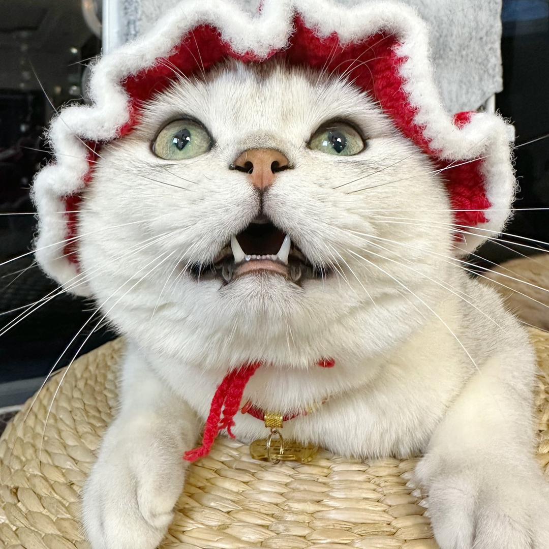 锤锤成长日记🤔