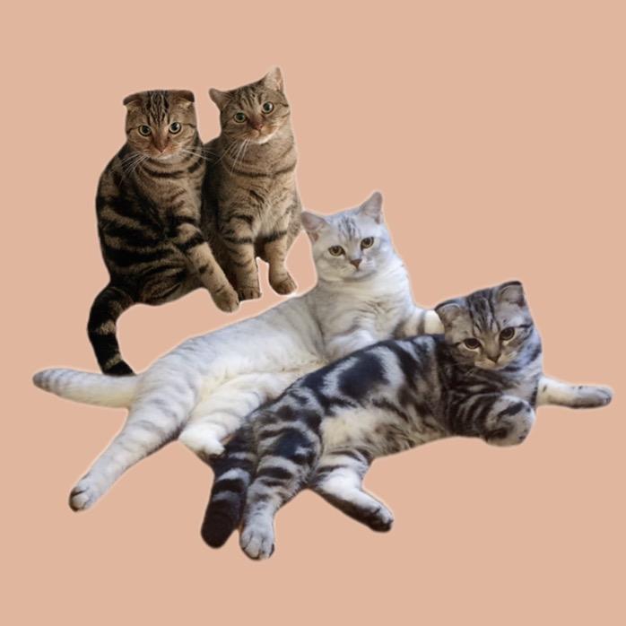 一窝猪咪