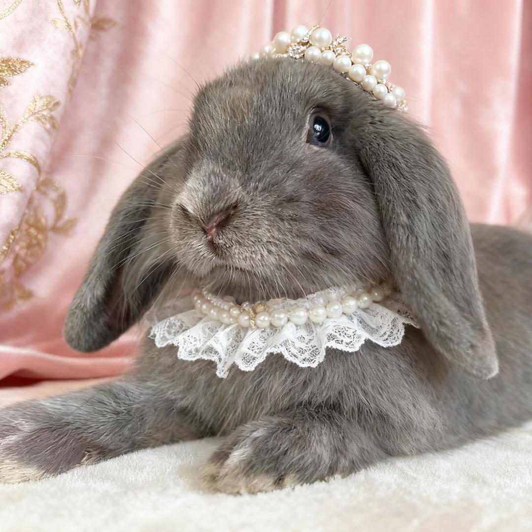 兔然暴富🐰✨