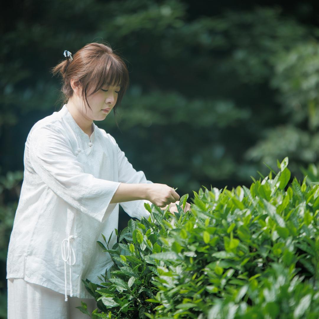 大小姐的茶（颜魁茶业）