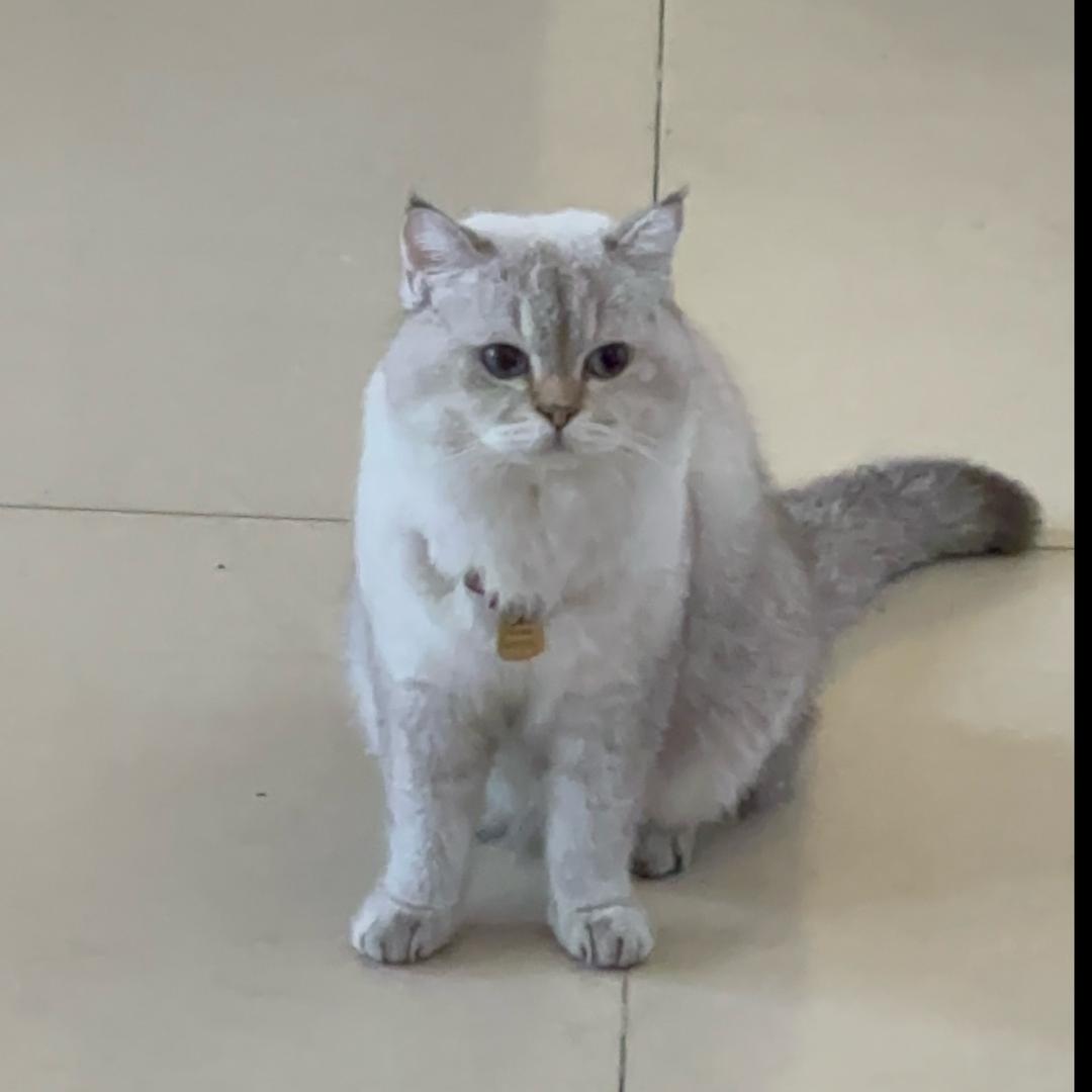 妹妹