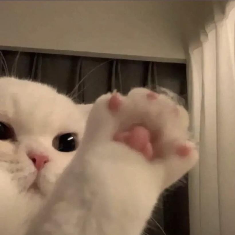 小猫喵喵^