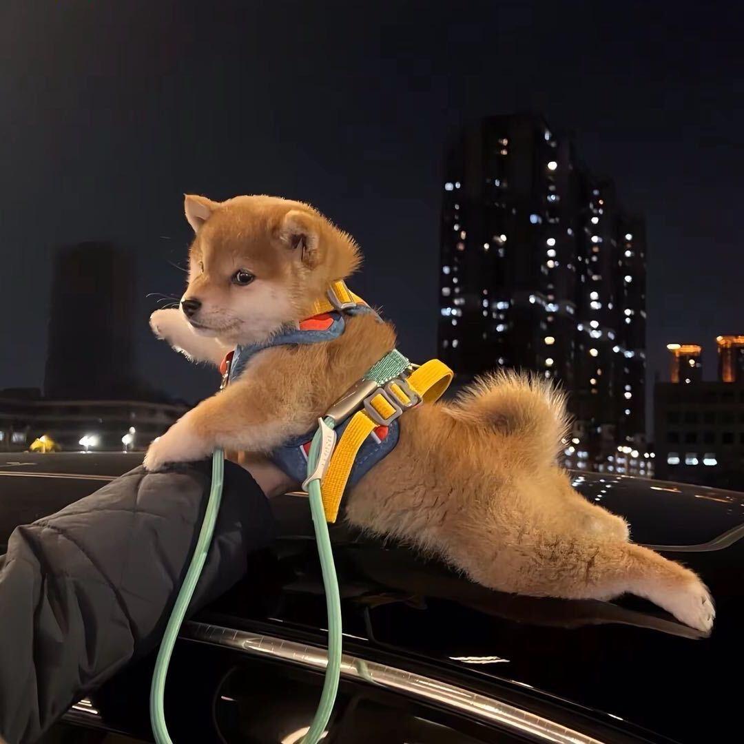 壮壮妈每天cos女仆🪝引图图爸