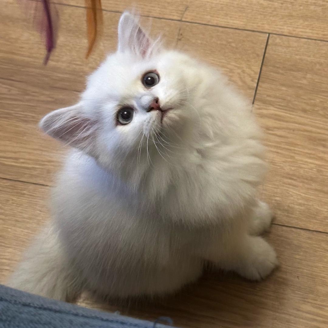 百颂伊