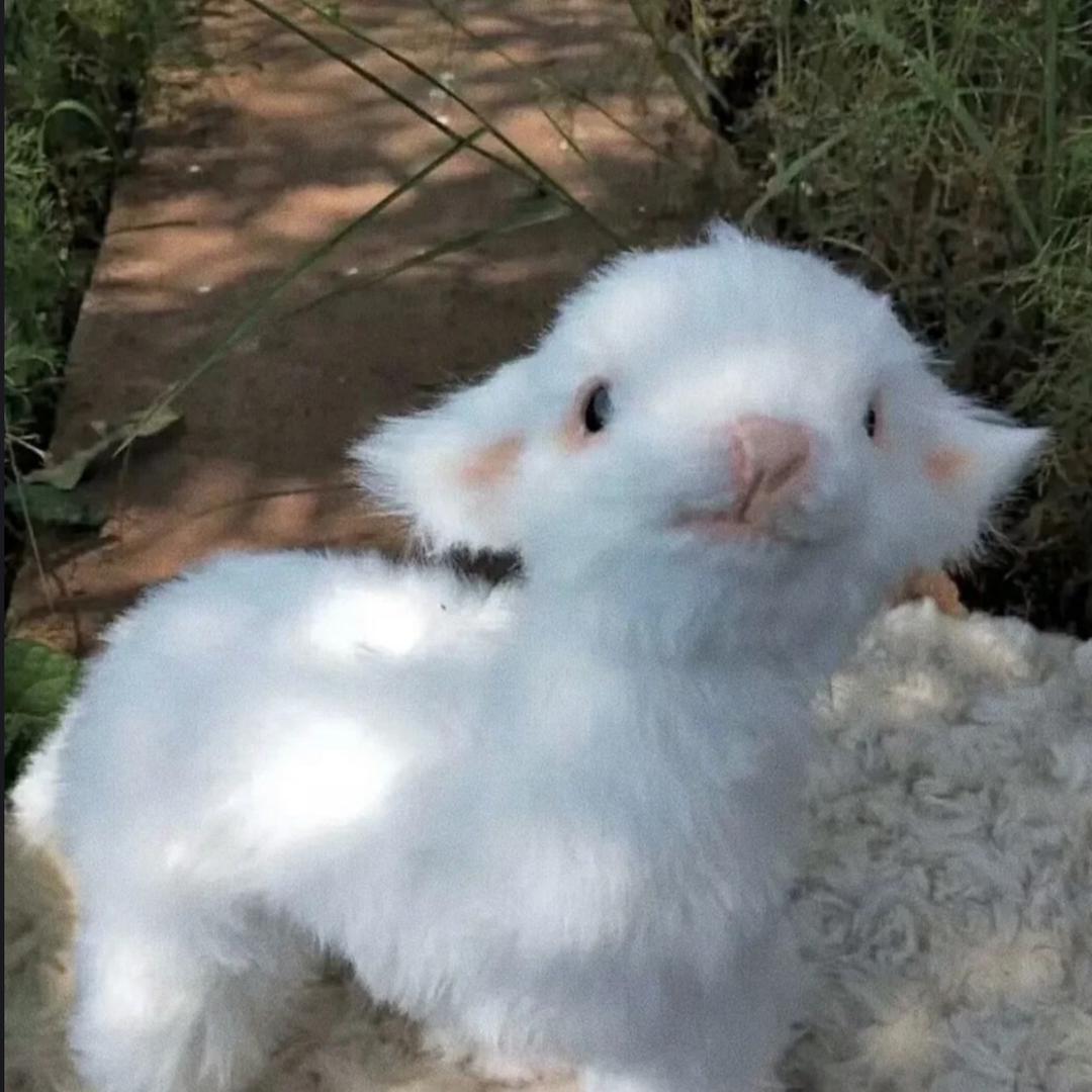 一只眠羊