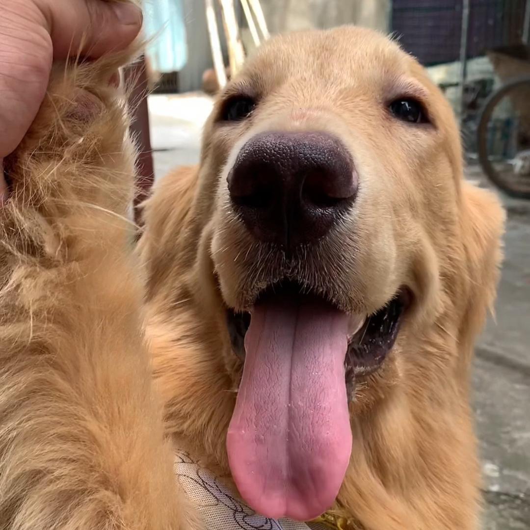 鸡毛叫福宝
