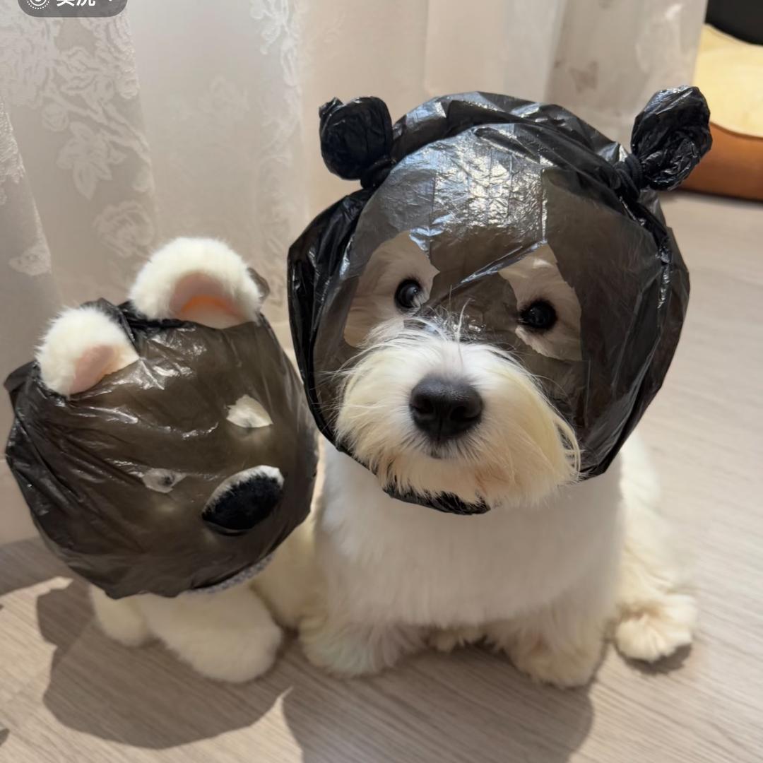葱葱鲫鱼