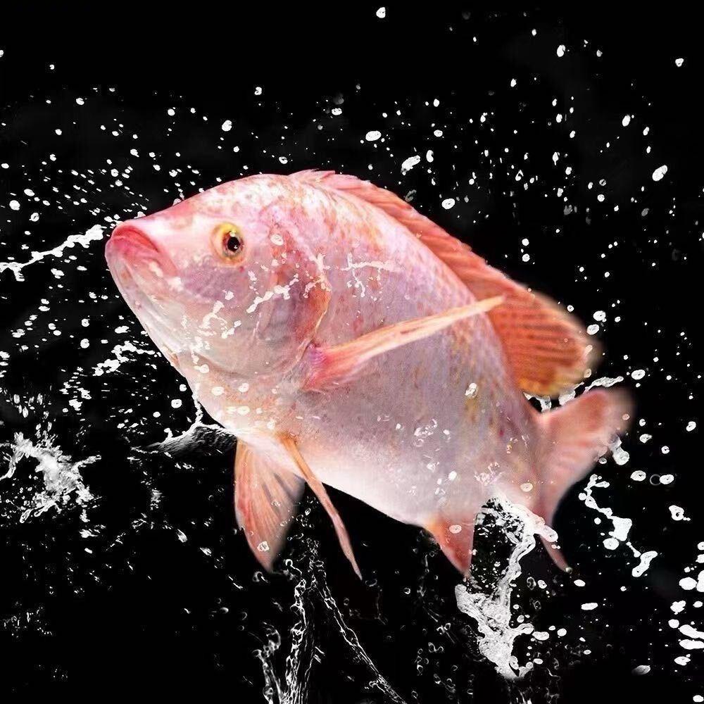 机哥🎣钓鱼