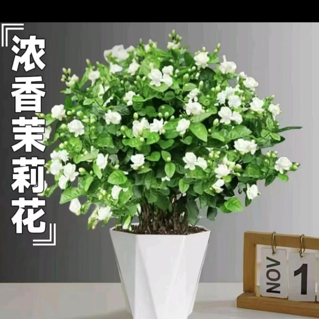 煜村绿植甄选