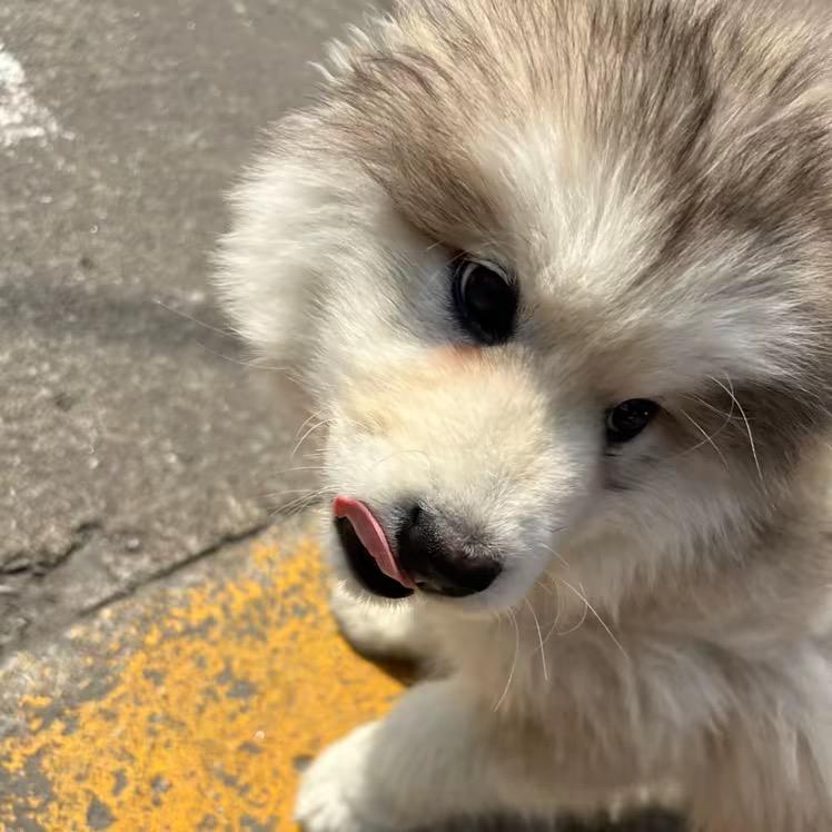 高脂哥🥳🥳🥳