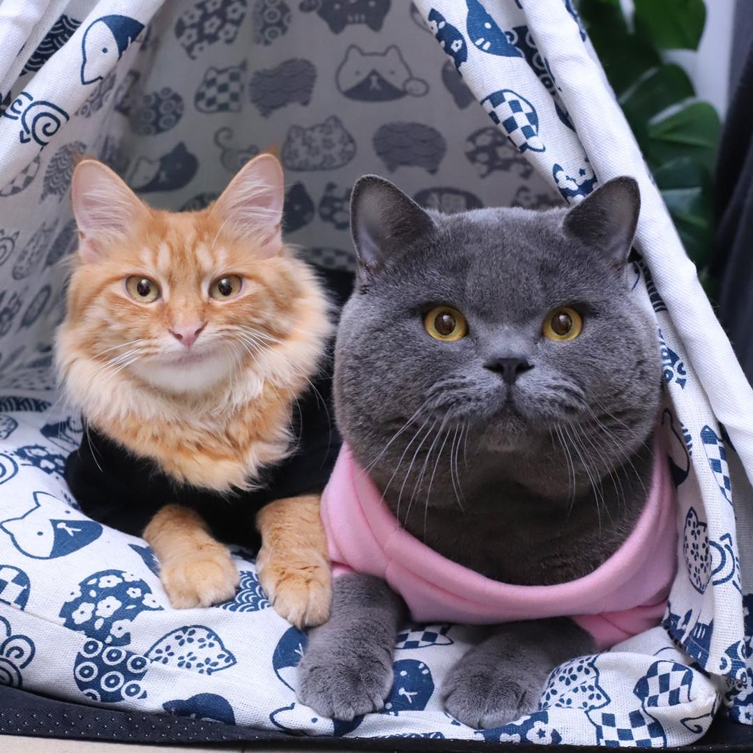 肥元猫生活