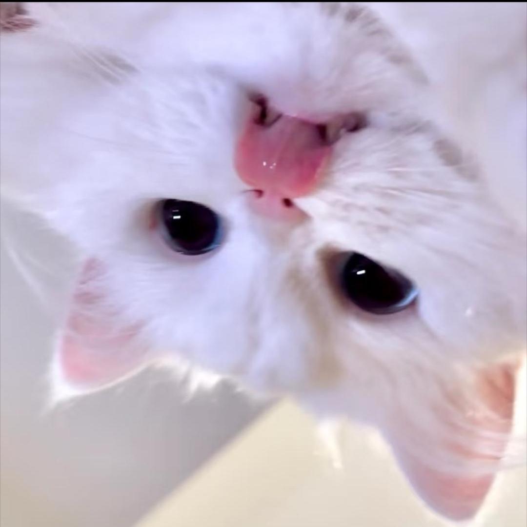抱抱小柚