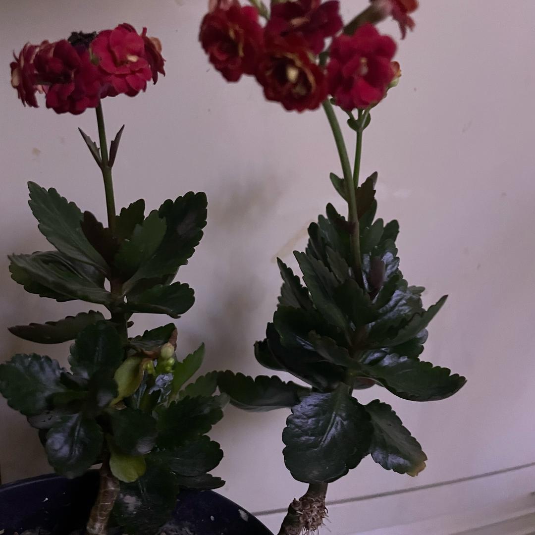 暮色与晚风