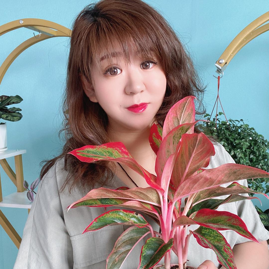 朵颜蝴蝶兰