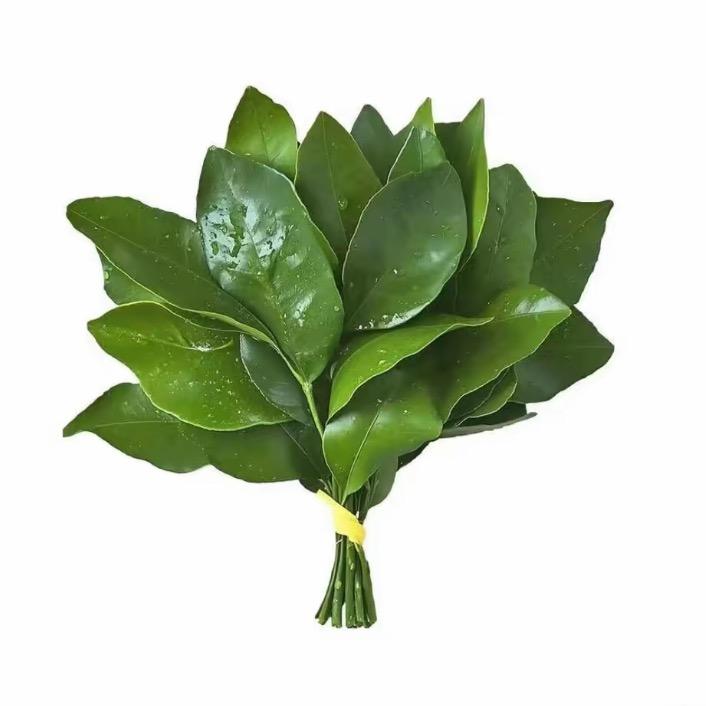 浅茉