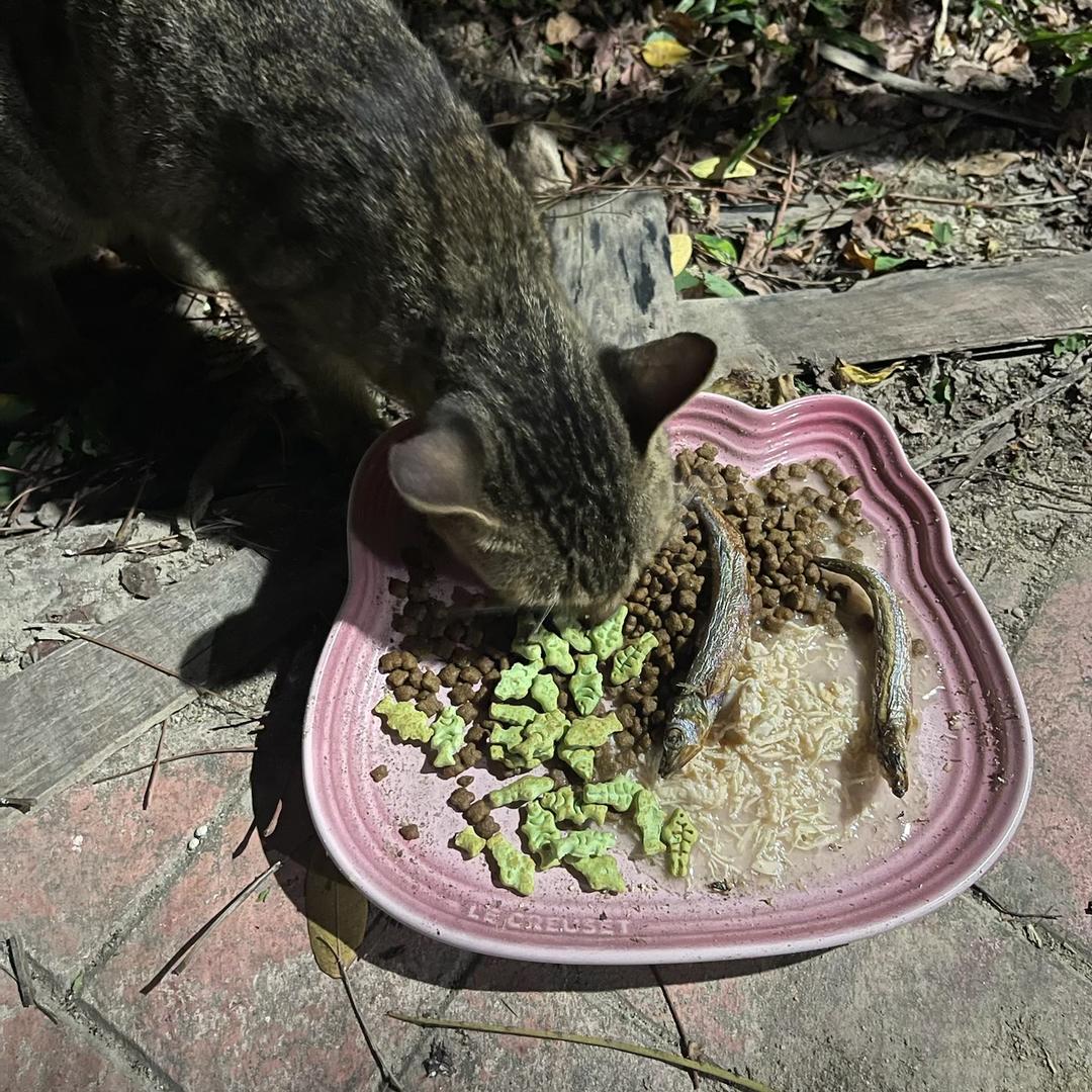 村里的猫个体店