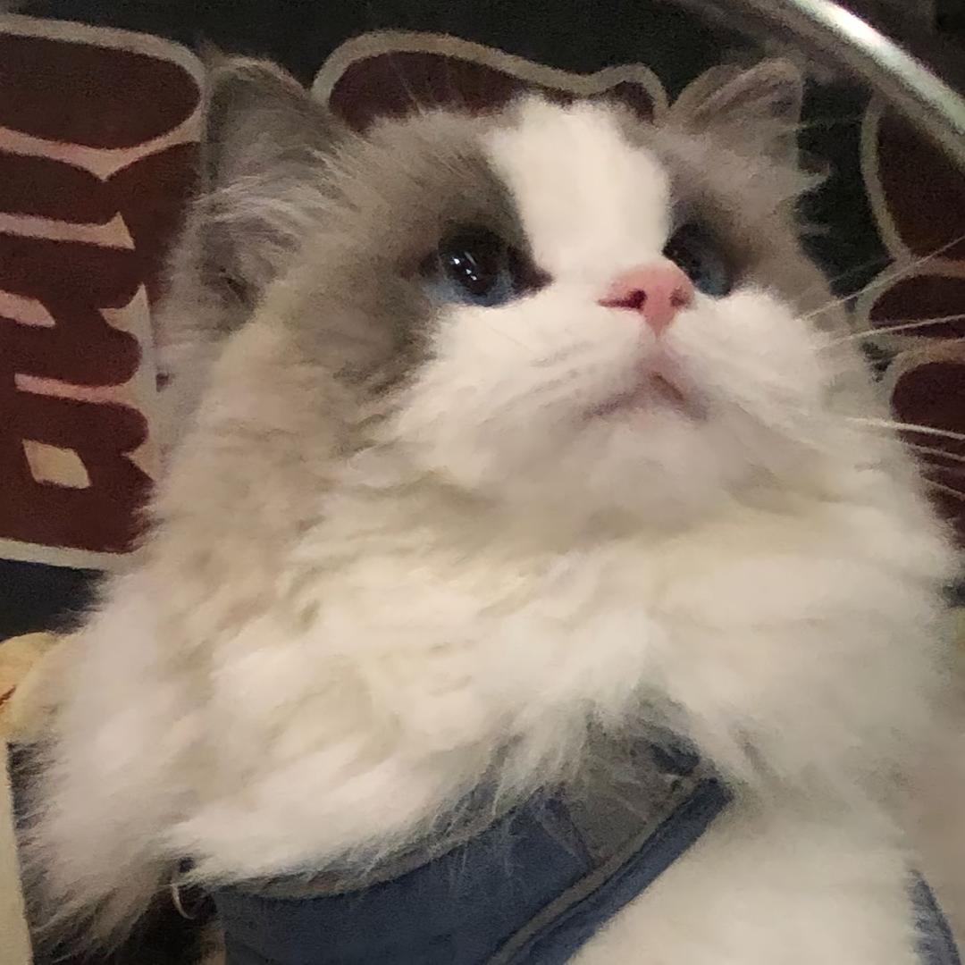 爱吃油豆腐的狐狸