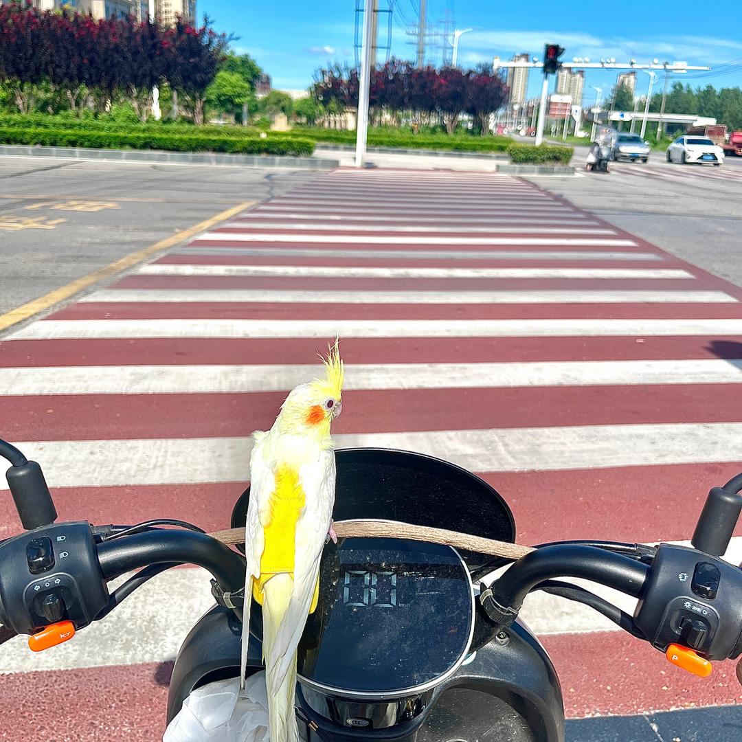 买石灰街车站的海鸥