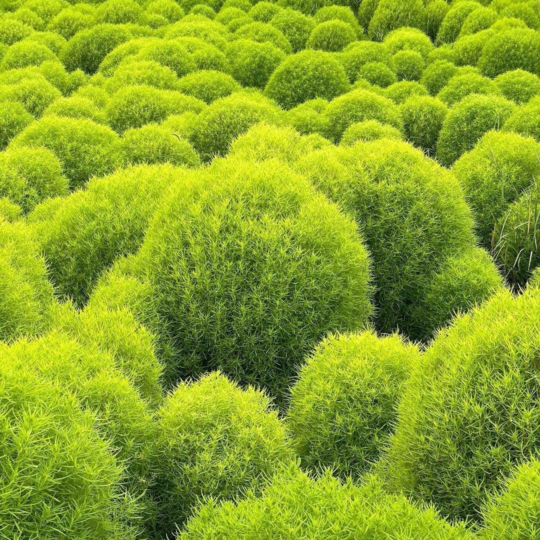 “哈哈镜”