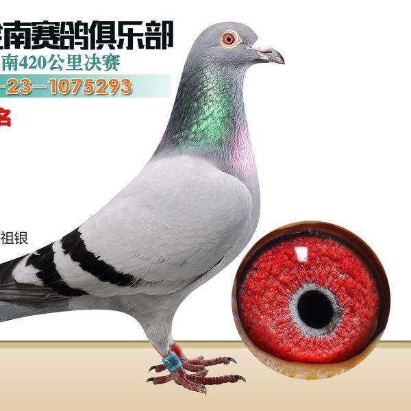 银翔鸽舍