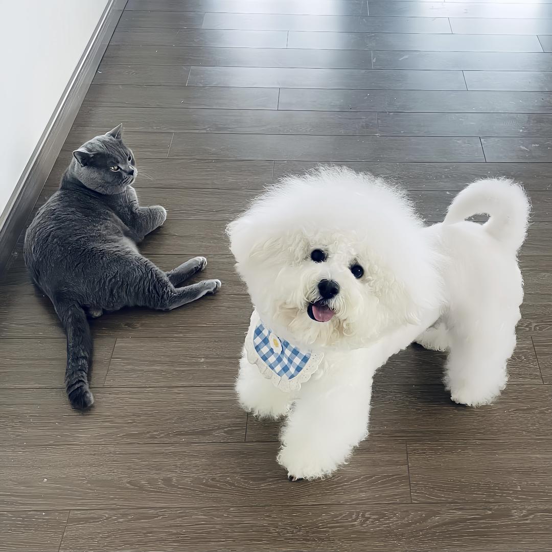 比熊小小番