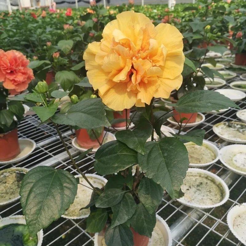 筱涵花卉苗木