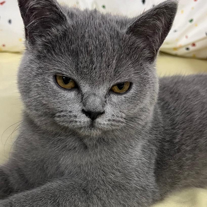 猫咪的猫🐱
