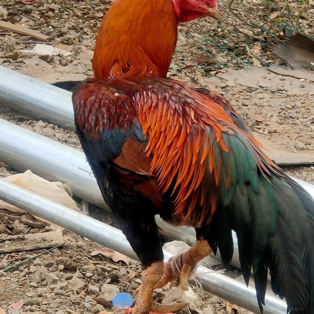 饲料鸡苗肉鸡销兽徐宁