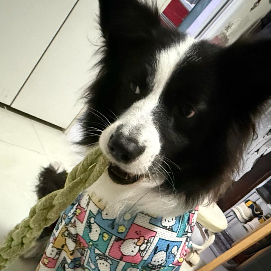 手抚煎锅蒸牛排🐄