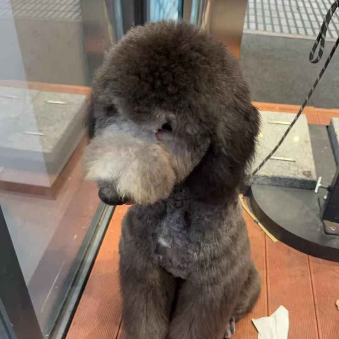 傻憨大熊