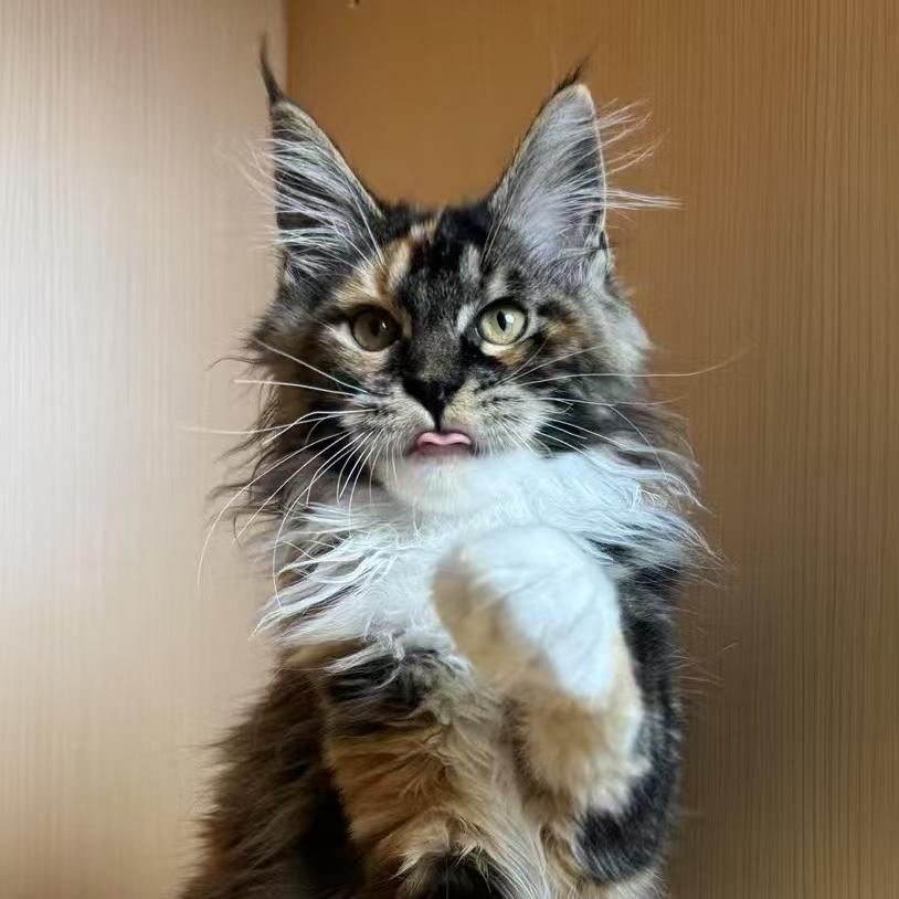 喵姐黑神话猫舍
