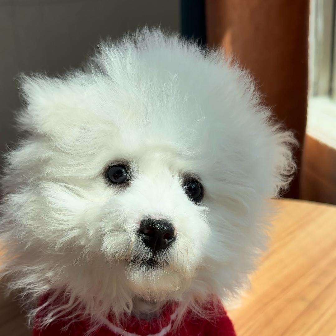 比熊球球的日常