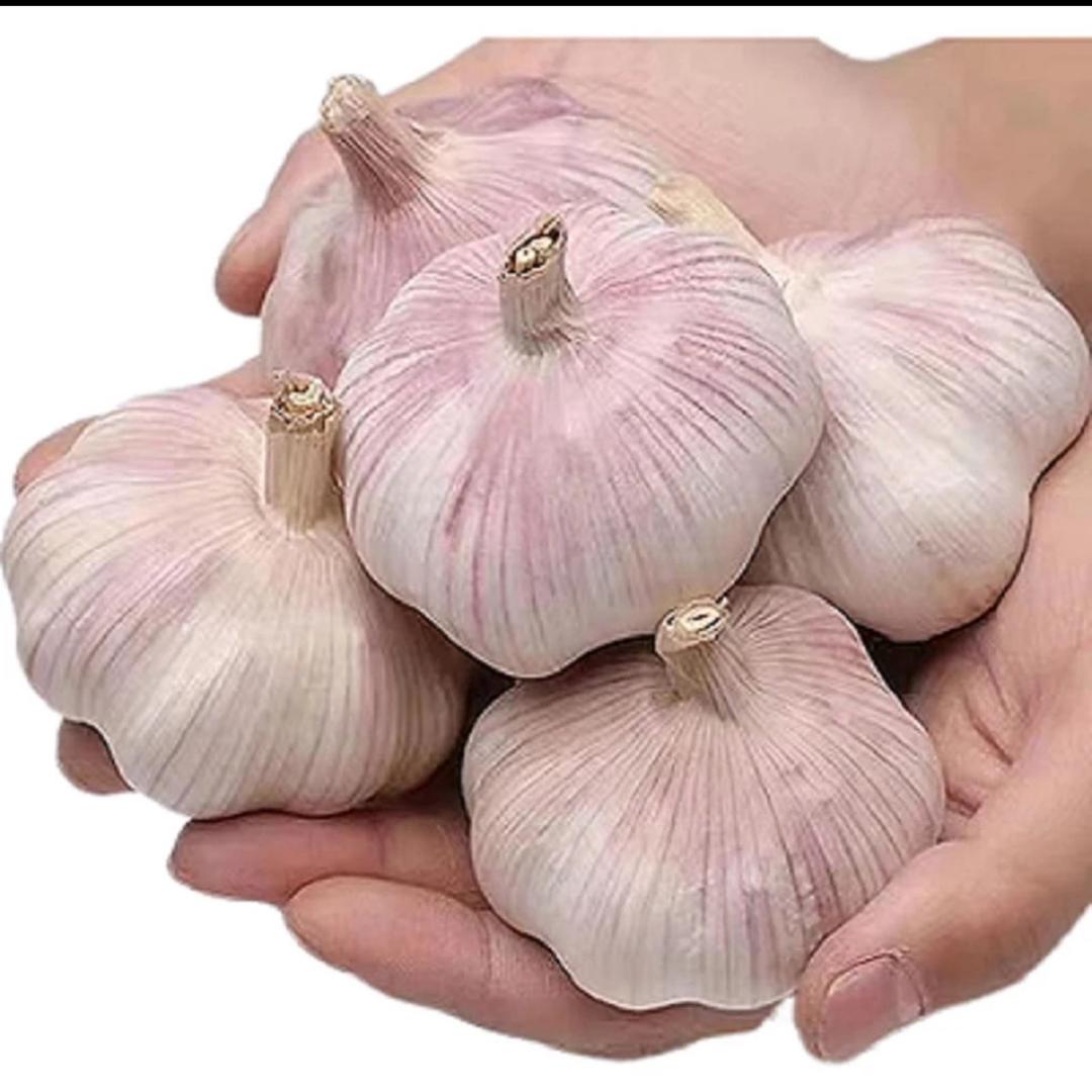 678批发 大蒜 生姜