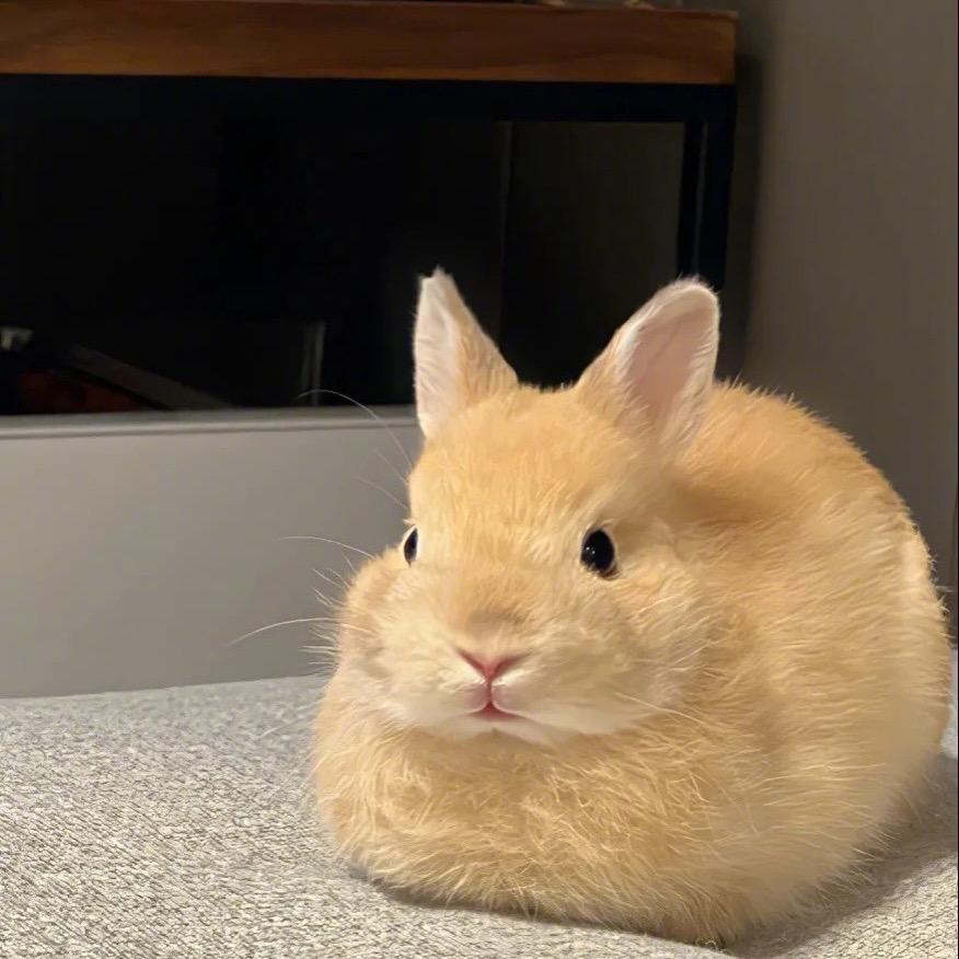 🐰KK