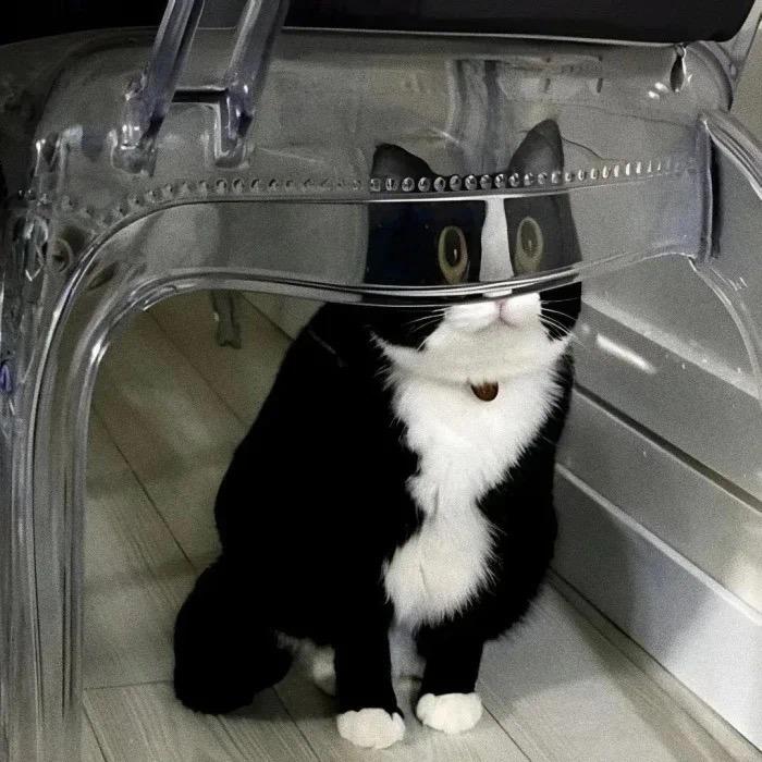 猫咪爱翘二郎腿