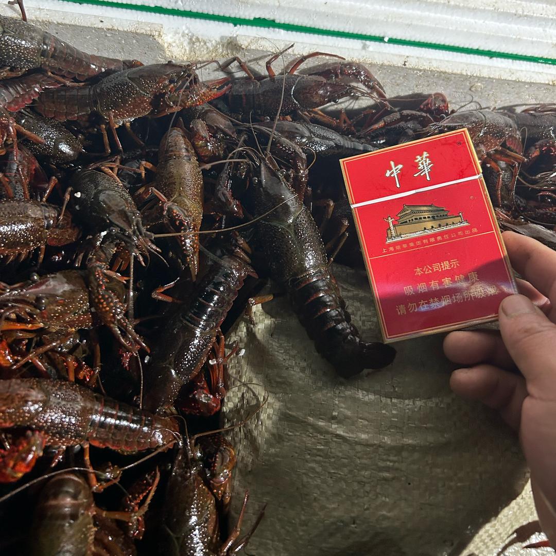 江南蟹业  《燃脂增肌青年💪》