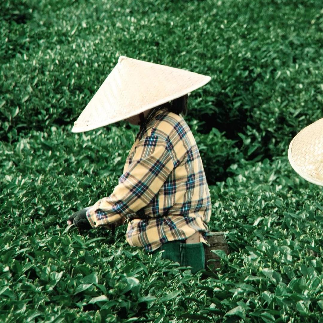 雅安市名山区雅峰茶叶经营部